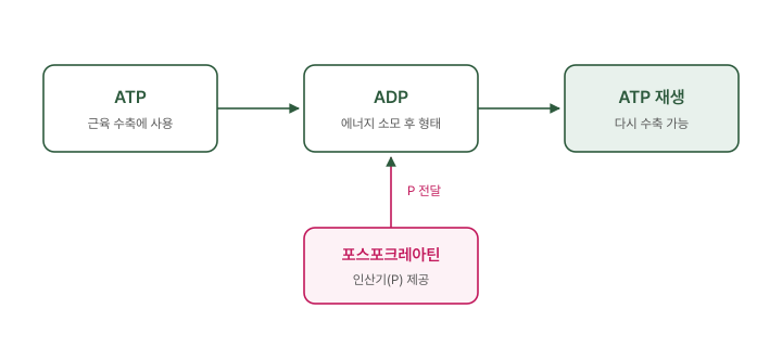 크레아틴 도표