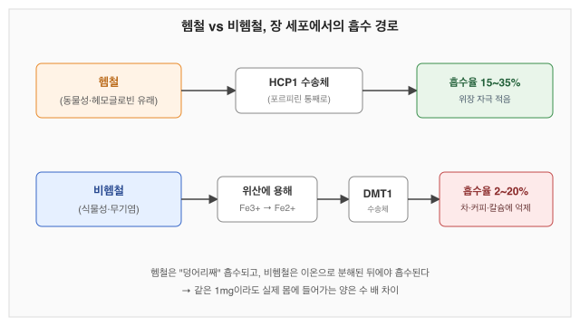 철분 도표