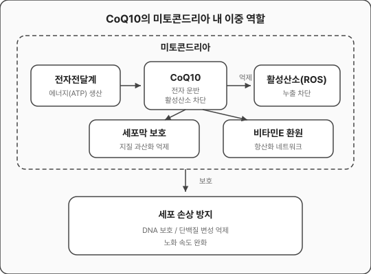 코엔자임Q10 도표